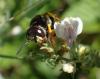 Philanthus triangulum